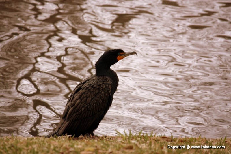 Neotropic Cormorant